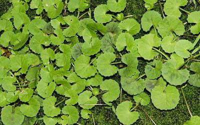 Brahmi