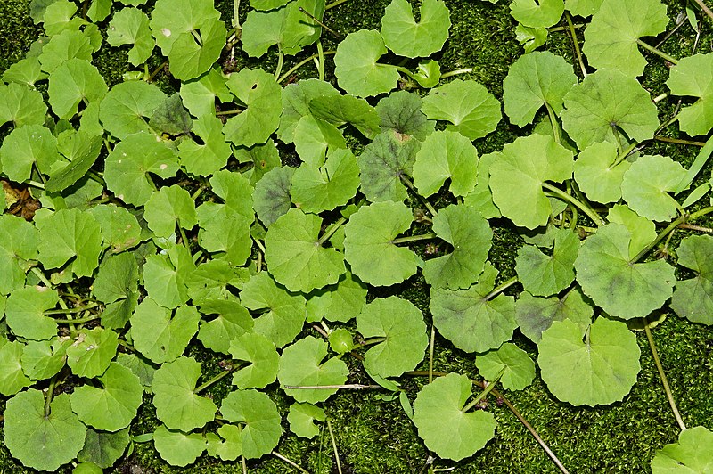 Brahmi