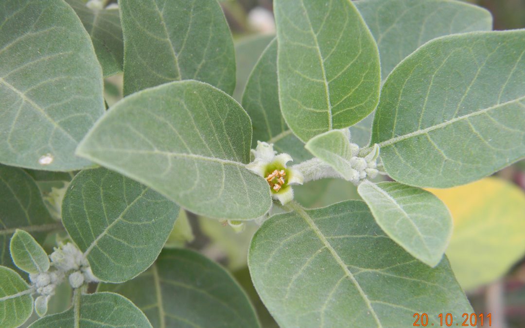 Ashwagandha
