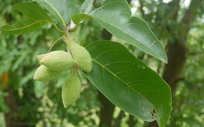 Triphala