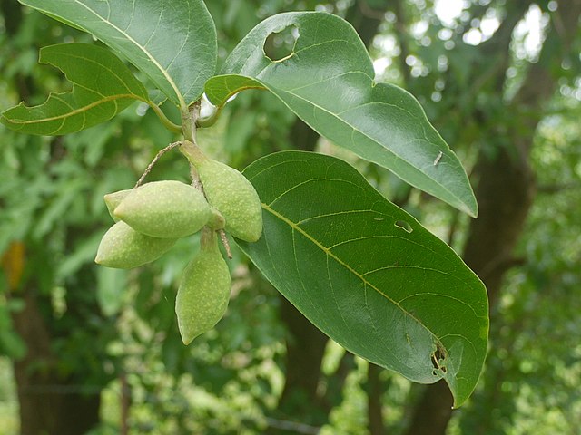 Triphala