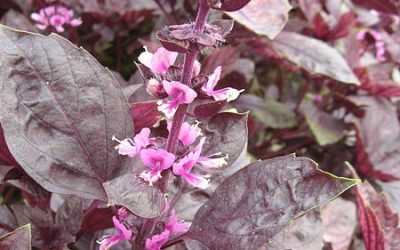 Tulsi