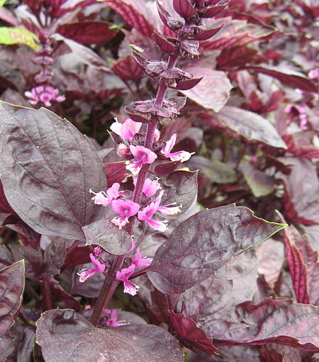 Tulsi
