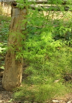 Shatavari