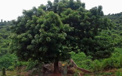 Neem
