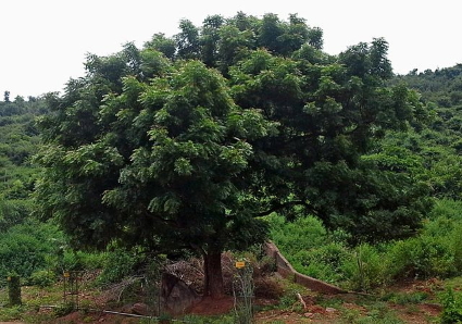 Neem