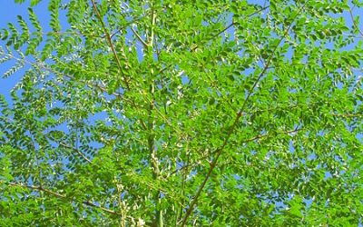 Moringa