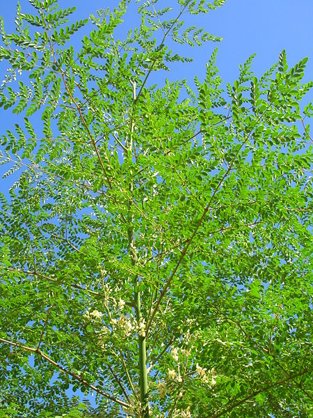 Moringa